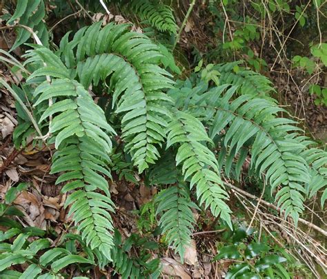 木生|木生シダなどのシダ植物について 